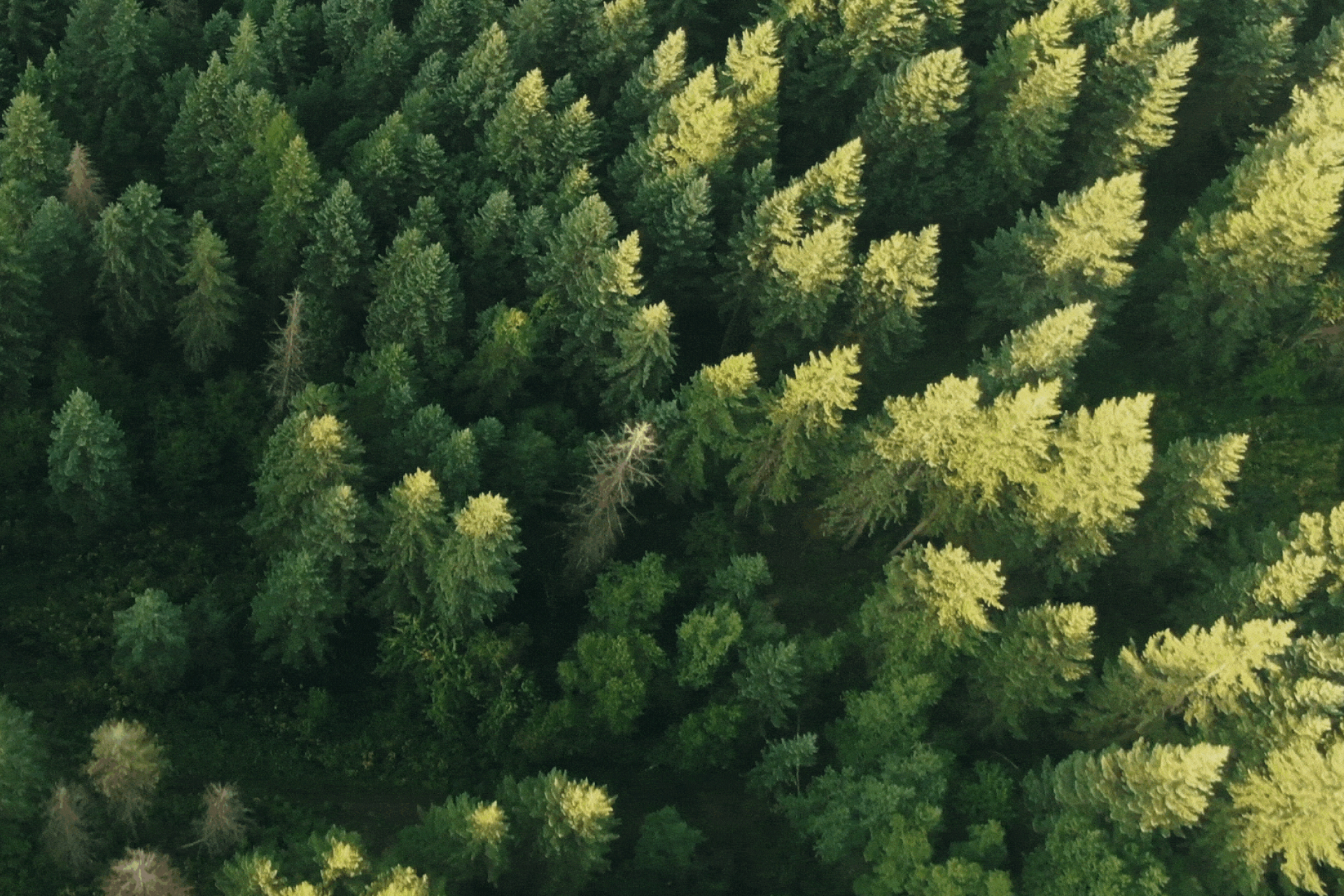 A lot of trees from a airial point of view.